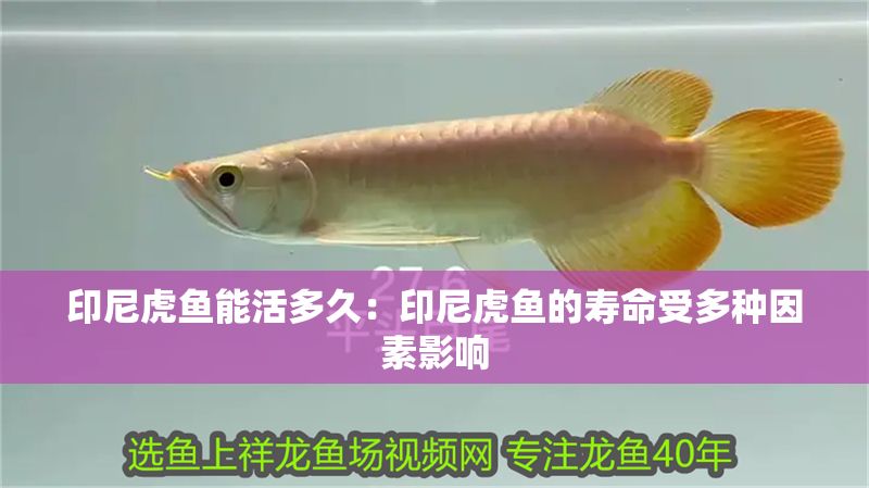 印尼虎魚能活多久：印尼虎魚的壽命受多種因素影響 印尼虎魚能活多久：印尼虎魚的壽命受多種因素影響 虎魚百科 第2張