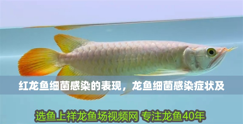 紅龍魚細菌感染的表現，龍魚細菌感染癥狀及
