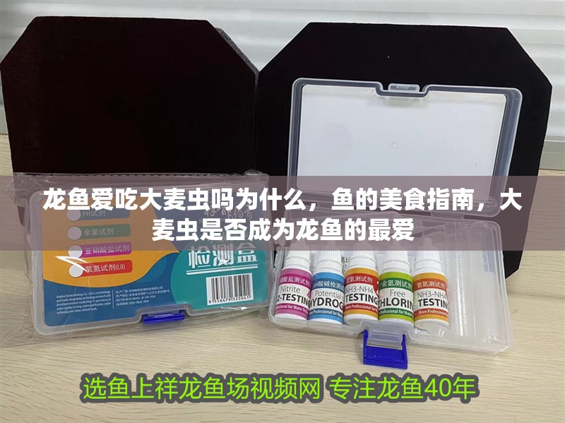 龍魚愛吃大麥蟲嗎為什么，魚的美食指南，大麥蟲是否成為龍魚的最愛
