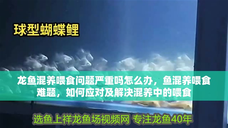 龍魚混養(yǎng)喂食問題嚴(yán)重嗎怎么辦，魚混養(yǎng)喂食難題，如何應(yīng)對(duì)及解決混養(yǎng)中的喂食