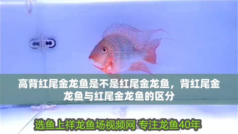 高背紅尾金龍魚是不是紅尾金龍魚，背紅尾金龍魚與紅尾金龍魚的區(qū)分