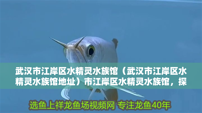 武漢市江岸區水精靈水族館（武漢市江岸區水精靈水族館地址）市江岸區水精靈水族館，探索神秘水下世界，體驗水生生物的奇妙