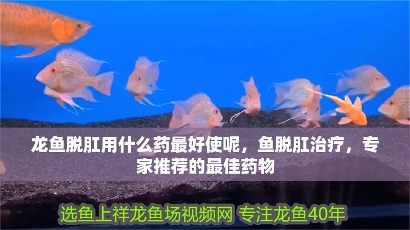 龍魚脫肛用什么藥最好使呢，魚脫肛治療，專家推薦的最佳藥物