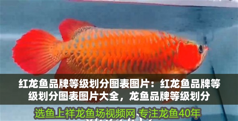 紅龍魚品牌等級劃分圖表圖片：紅龍魚品牌等級劃分圖表圖片大全，龍魚品牌等級劃分