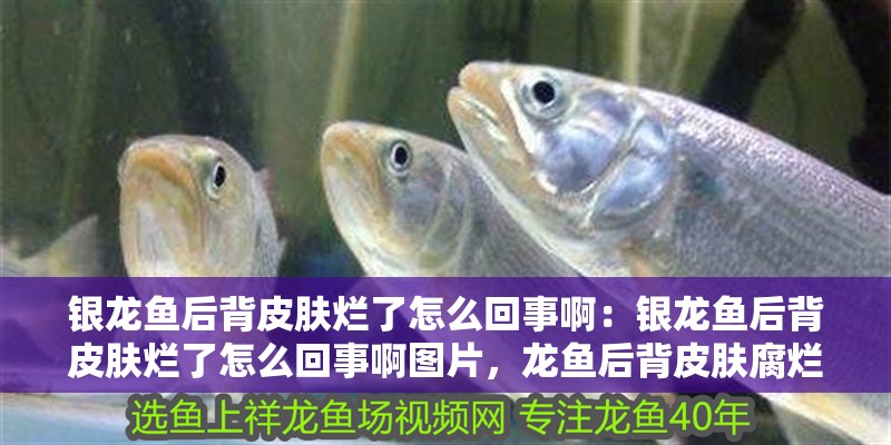 銀龍魚后背皮膚爛了怎么回事啊：銀龍魚后背皮膚爛了怎么回事啊圖片，龍魚后背皮膚腐爛原因及圖片分析