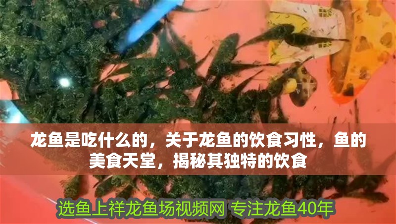 龍魚是吃什么的，關于龍魚的飲食習性，魚的美食天堂，揭秘其獨特的飲食