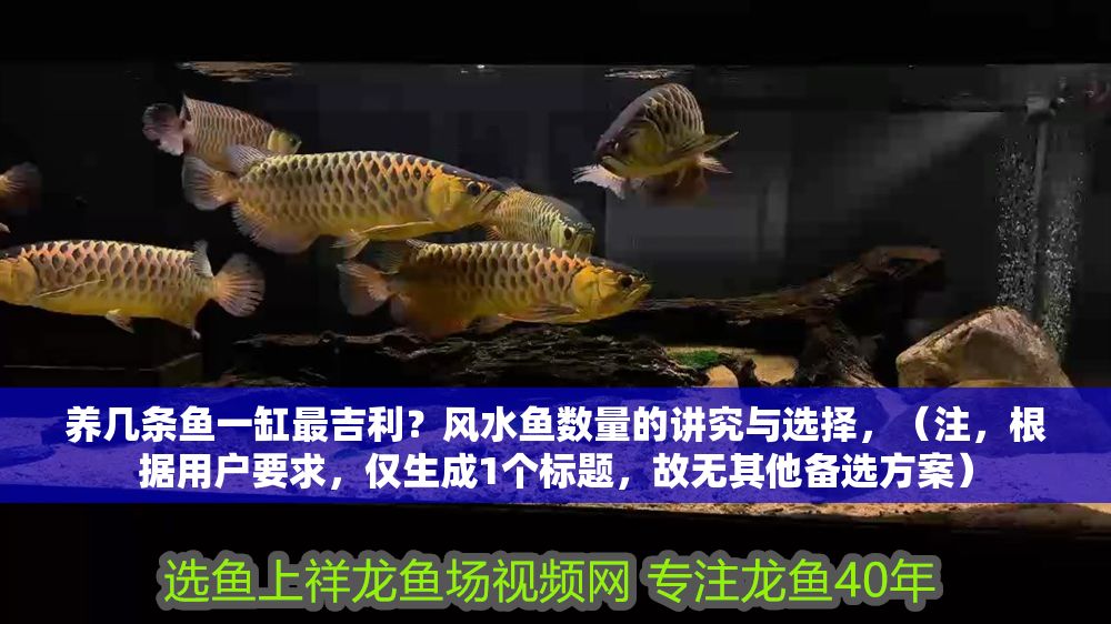 養(yǎng)幾條魚一缸最吉利？風(fēng)水魚數(shù)量的講究與選擇，（注，根據(jù)用戶要求，僅生成1個標題，故無其他備選方案）