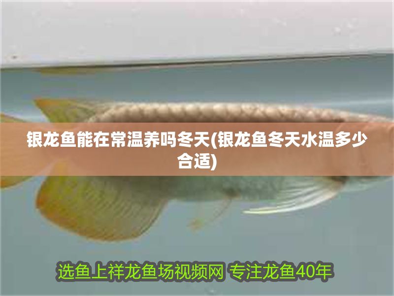 銀龍魚能在常溫養(yǎng)嗎冬天(銀龍魚冬天水溫多少合適)