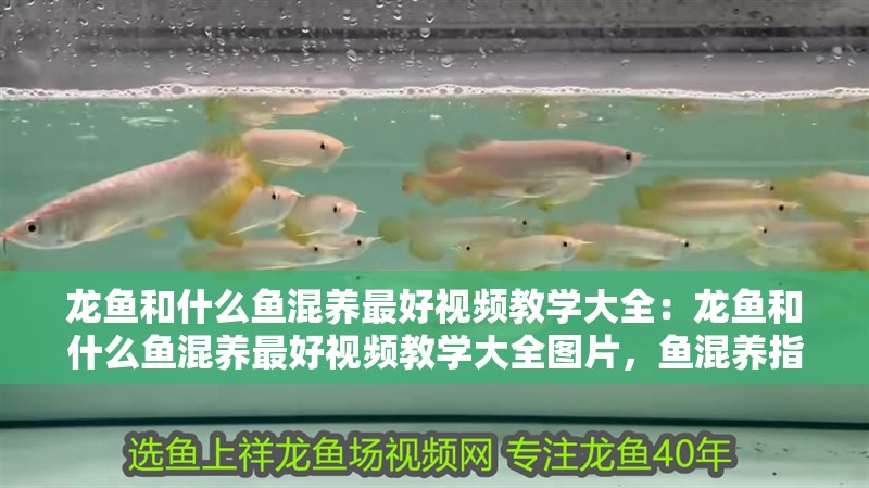 龍魚和什么魚混養最好視頻教學大全：龍魚和什么魚混養最好視頻教學大全圖片，魚混養指南，最佳伙伴與視頻