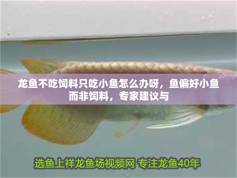龍魚不吃飼料只吃小魚怎么辦呀，魚偏好小魚而非飼料，專家建議與
