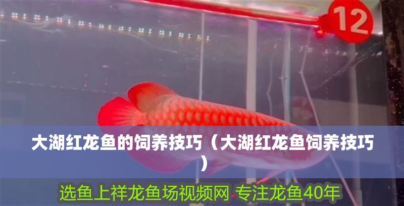 大湖紅龍魚(yú)的飼養(yǎng)技巧（大湖紅龍魚(yú)飼養(yǎng)技巧）