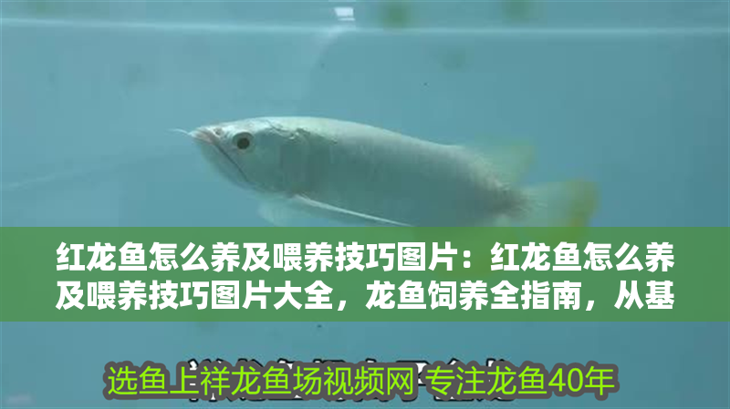 紅龍魚(yú)怎么養(yǎng)及喂養(yǎng)技巧圖片：紅龍魚(yú)怎么養(yǎng)及喂養(yǎng)技巧圖片大全，龍魚(yú)飼養(yǎng)全指南，從基礎(chǔ)到
