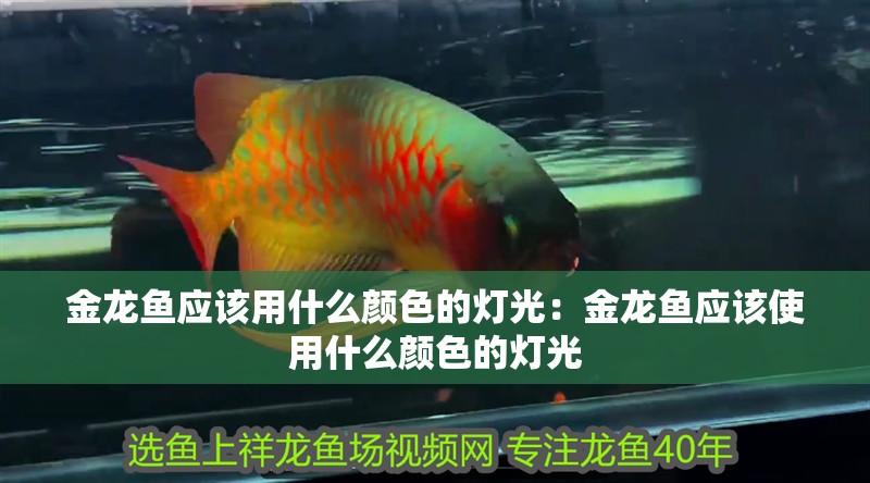 金龍魚應該用什么顏色的燈光：金龍魚應該使用什么顏色的燈光