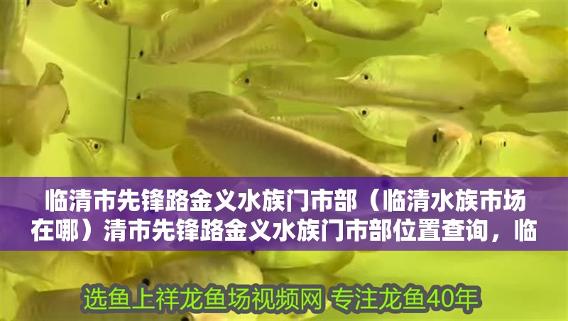 臨清市先鋒路金義水族門市部（臨清水族市場在哪）清市先鋒路金義水族門市部位置查詢，臨清水族市場具體地址
