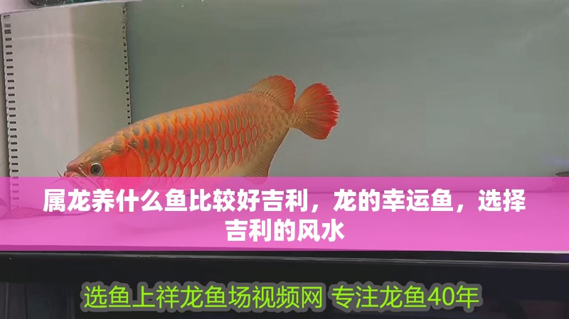 屬龍養(yǎng)什么魚比較好吉利，龍的幸運(yùn)魚，選擇吉利的風(fēng)水