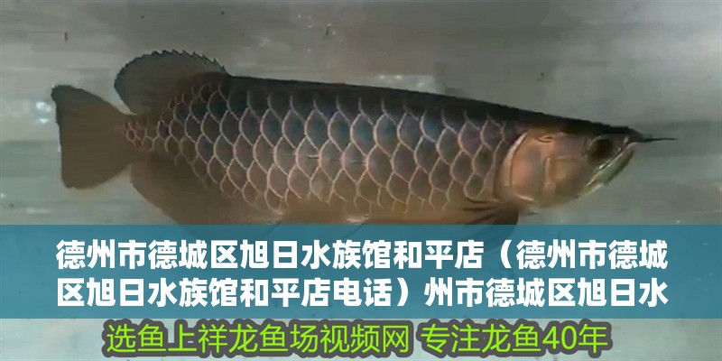 德州市德城區旭日水族館和平店（德州市德城區旭日水族館和平店電話）州市德城區旭日水族館和平店聯系方式及地址一覽