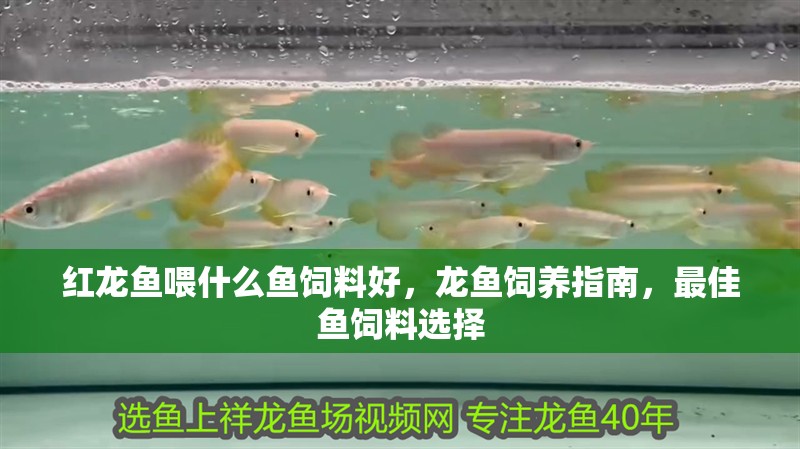 紅龍魚喂什么魚飼料好，龍魚飼養指南，最佳魚飼料選擇