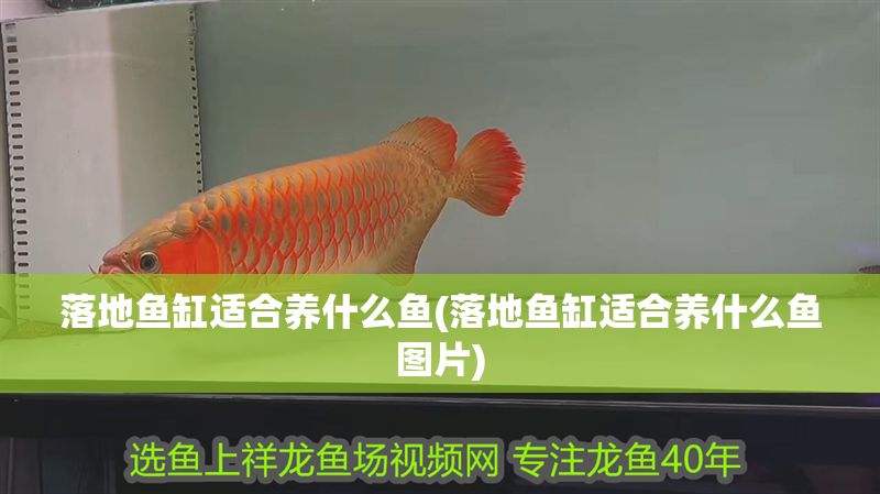 落地魚缸適合養(yǎng)什么魚(落地魚缸適合養(yǎng)什么魚圖片)