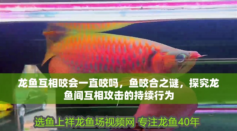 龍魚互相咬會(huì)一直咬嗎，魚咬合之謎，探究龍魚間互相攻擊的持續(xù)行為