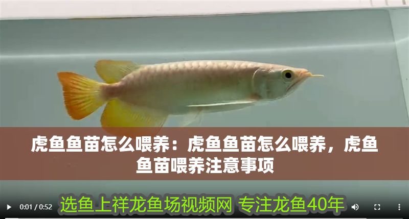 虎魚魚苗怎么喂養(yǎng)：虎魚魚苗怎么喂養(yǎng)，虎魚魚苗喂養(yǎng)注意事項
