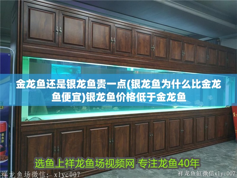 金龍魚還是銀龍魚貴一點(銀龍魚為什么比金龍魚便宜)銀龍魚價格低于金龍魚