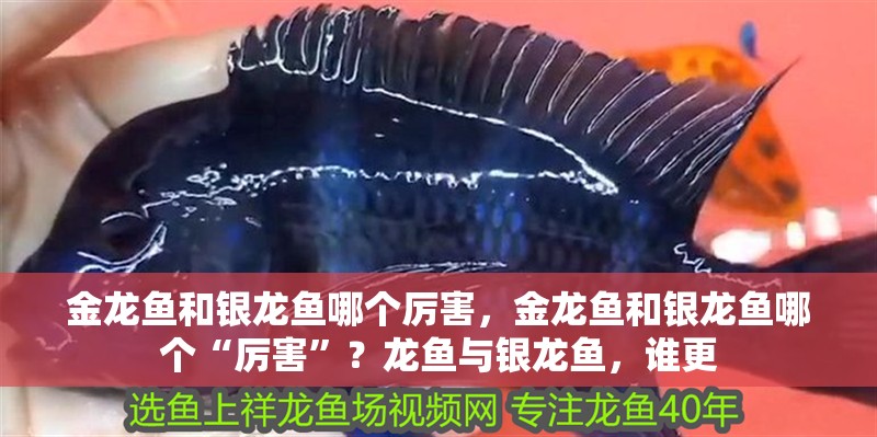 金龍魚和銀龍魚哪個厲害，金龍魚和銀龍魚哪個“厲害”？龍魚與銀龍魚，誰更