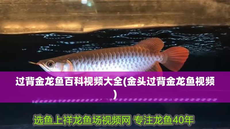過背金龍魚百科視頻大全(金頭過背金龍魚視頻)