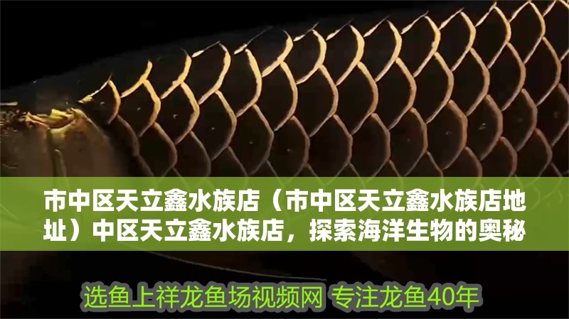 市中區天立鑫水族店（市中區天立鑫水族店地址）中區天立鑫水族店，探索海洋生物的奧秘，享受水族館的樂趣