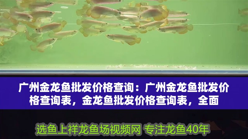 廣州金龍魚批發價格查詢：廣州金龍魚批發價格查詢表，金龍魚批發價格查詢表，全面