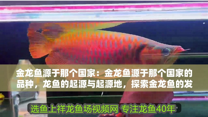 金龍魚源于那個國家：金龍魚源于那個國家的品種，龍魚的起源與起源地，探索金龍魚的發源