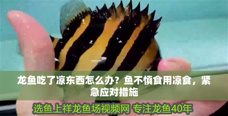 龍魚吃了涼東西怎么辦？魚不慎食用涼食，緊急應對措施