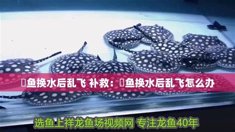 魟魚換水后亂飛 補救：魟魚換水后亂飛怎么辦