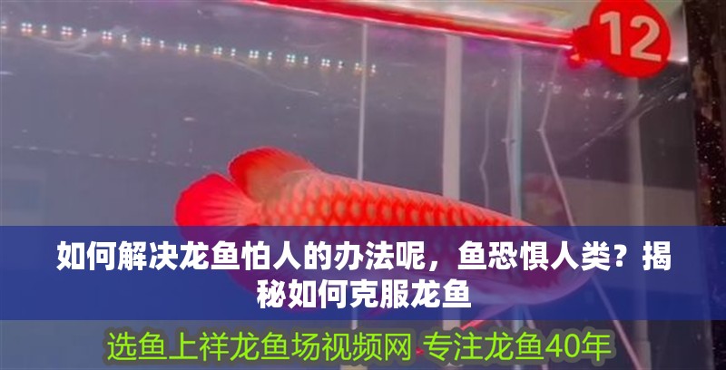 如何解決龍魚怕人的辦法呢，魚恐懼人類？揭秘如何克服龍魚