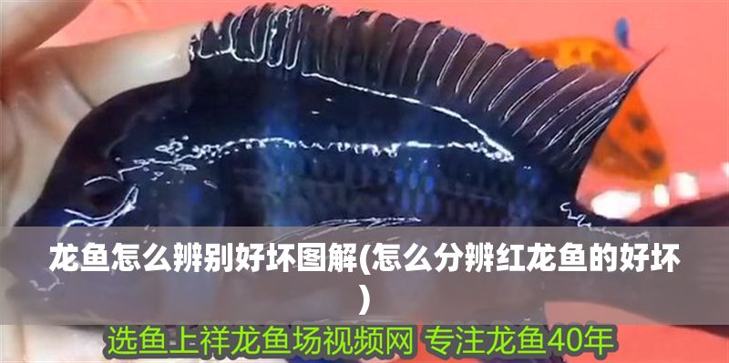 龍魚怎么辨別好壞圖解(怎么分辨紅龍魚的好壞)