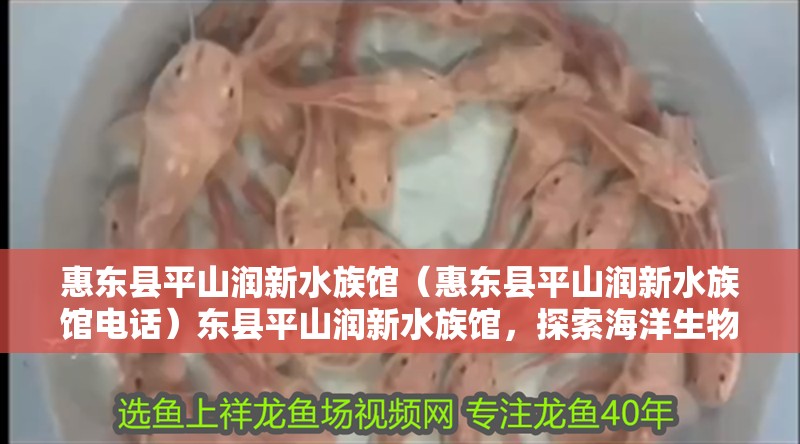 惠東縣平山潤(rùn)新水族館（惠東縣平山潤(rùn)新水族館電話）東縣平山潤(rùn)新水族館，探索海洋生物的