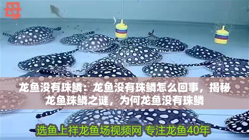龍魚沒有珠鱗：龍魚沒有珠鱗怎么回事，揭秘龍魚珠鱗之謎，為何龍魚沒有珠鱗