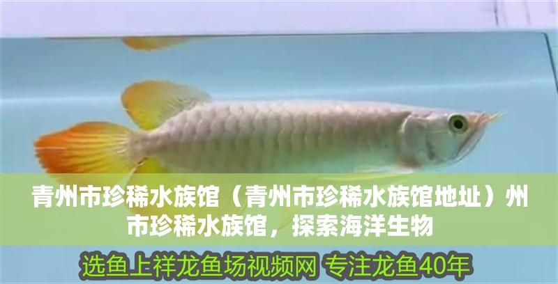 青州市珍稀水族館（青州市珍稀水族館地址）州市珍稀水族館，探索海洋生物
