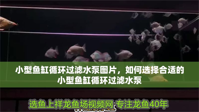 小型魚缸循環(huán)過濾水泵圖片，如何選擇合適的小型魚缸循環(huán)過濾水泵