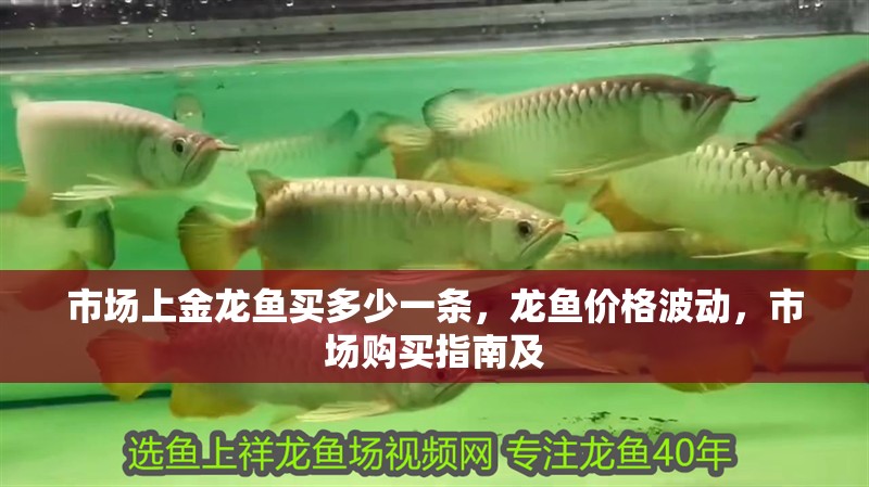 市場上金龍魚買多少一條，龍魚價格波動，市場購買指南及