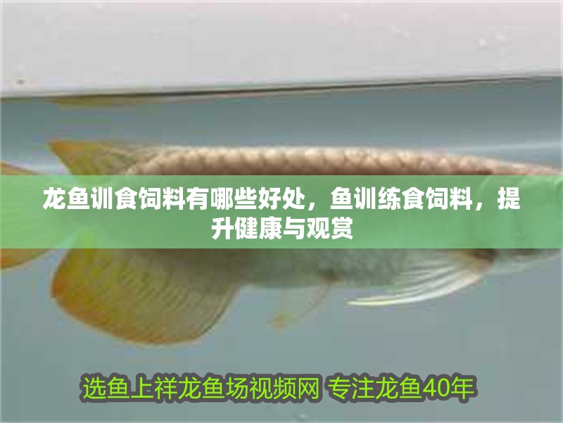 龍魚訓食飼料有哪些好處，魚訓練食飼料，提升健康與觀賞