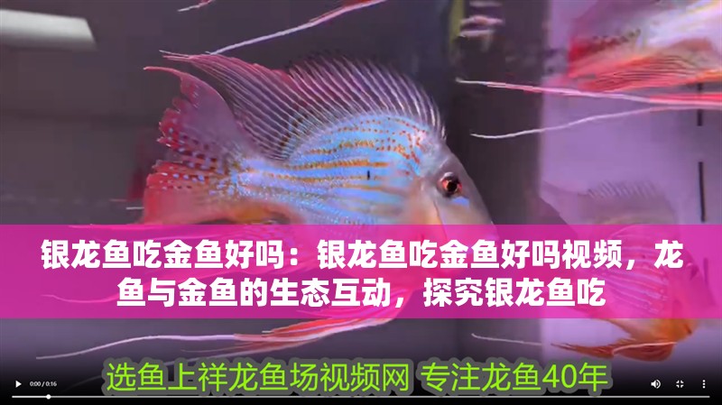 銀龍魚吃金魚好嗎：銀龍魚吃金魚好嗎視頻，龍魚與金魚的生態互動，探究銀龍魚吃