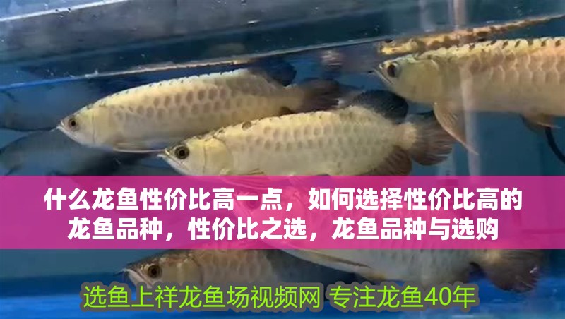 什么龍魚性價比高一點，如何選擇性價比高的龍魚品種，性價比之選，龍魚品種與選購