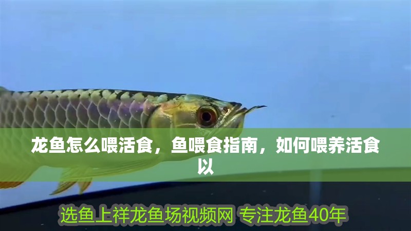 龍魚(yú)怎么喂活食，魚(yú)喂食指南，如何喂養(yǎng)活食以