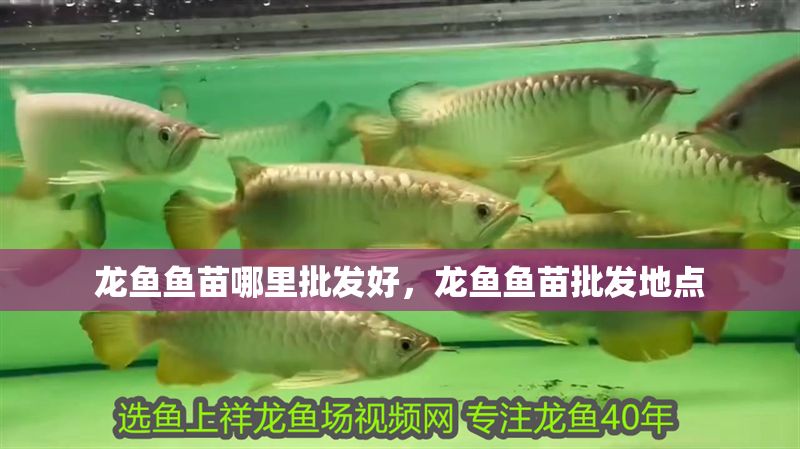龍魚魚苗哪里批發好，龍魚魚苗批發地點