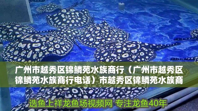 廣州市越秀區(qū)錦鱗苑水族商行（廣州市越秀區(qū)錦鱗苑水族商行電話）市越秀區(qū)錦鱗苑水族商行聯(lián)系方式及地址簡介