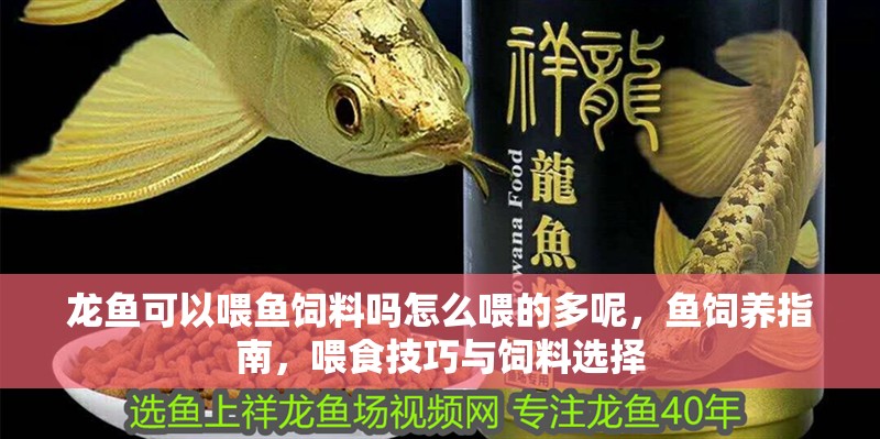 龍魚可以喂魚飼料嗎怎么喂的多呢，魚飼養指南，喂食技巧與飼料選擇