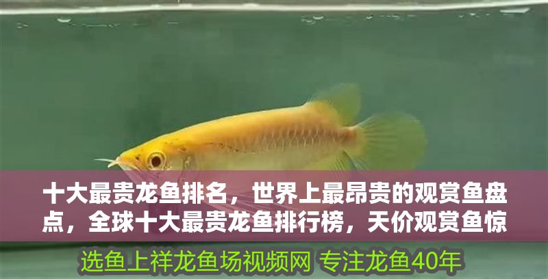 十大最貴龍魚(yú)排名，世界上最昂貴的觀賞魚(yú)盤點(diǎn)，全球十大最貴龍魚(yú)排行榜，天價(jià)觀賞魚(yú)驚艷盤點(diǎn)