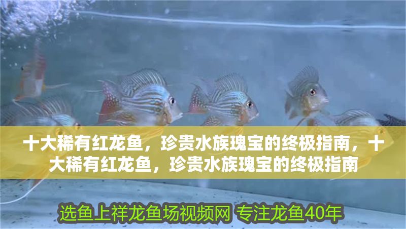 十大稀有紅龍魚，珍貴水族瑰寶的終極指南，十大稀有紅龍魚，珍貴水族瑰寶的終極指南
