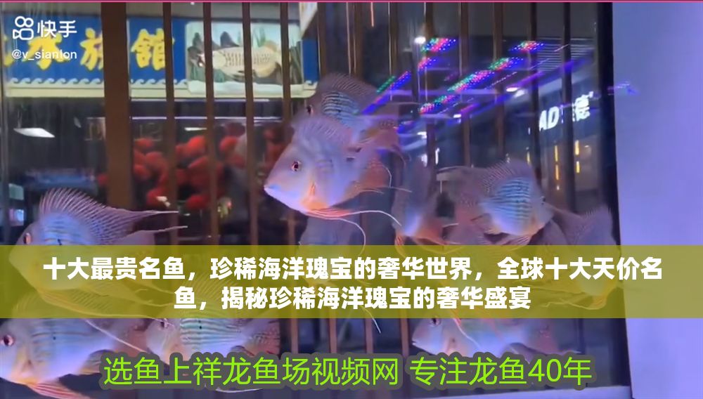 十大最貴名魚，珍稀海洋瑰寶的奢華世界，全球十大天價名魚，揭秘珍稀海洋瑰寶的奢華盛宴