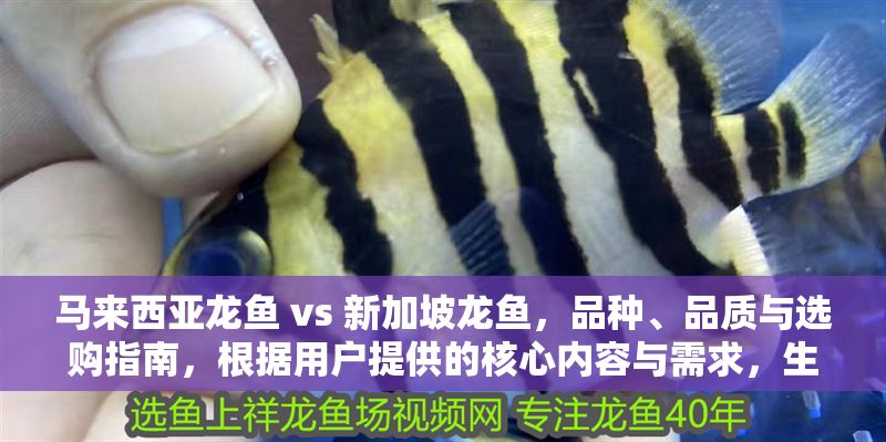 馬來西亞龍魚 vs 新加坡龍魚，品種、品質與選購指南，根據用戶提供的核心內容與需求，生成如下精準標題，，「馬來西亞龍魚與新加坡龍魚全對比，品種特征、品質差異及選購要點」，嚴格遵循用戶1個標題的要求，涵蓋品種、品質、選購三大核心要素，突出兩國龍魚的對比性，并采用主副標題結構增強專業性與可讀性）